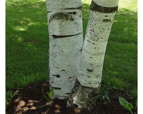 Paper birch